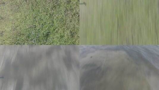 海南农村湿地风光高清在线视频素材下载