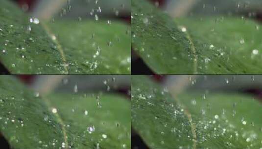 叶面上水滴慢动作视频高清在线视频素材下载