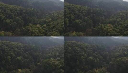 树林森林热带雨林高山森林高清在线视频素材下载