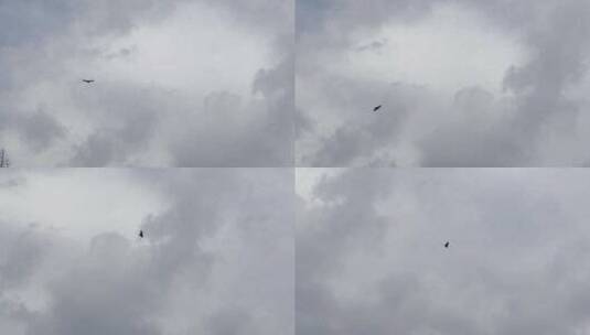 天空中飞翔的鹰高清在线视频素材下载