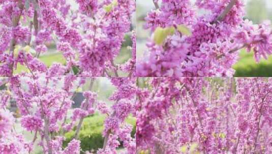 4k紫荆花开春天高清在线视频素材下载