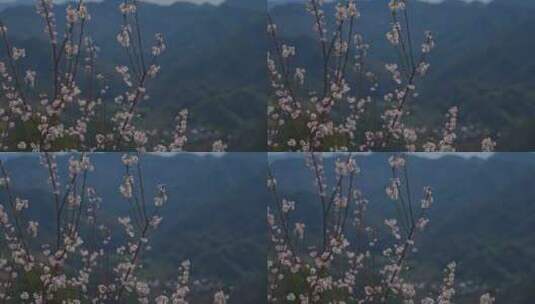 春季阳光下的樱花高清在线视频素材下载