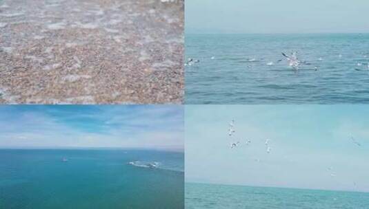 青海湖的海鸥高清在线视频素材下载