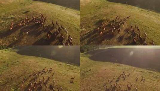 俯拍放马人和马群奔跑高清在线视频素材下载