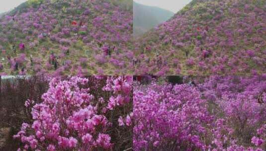 【合集】实拍映山红  杜鹃花花海高清在线视频素材下载