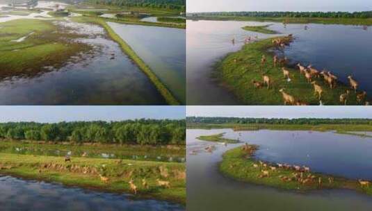 大丰海边湿地野鹿荡奔跑的麋鹿群高清在线视频素材下载