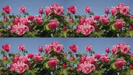 唯美阳光下的月季花玫瑰花高清在线视频素材下载