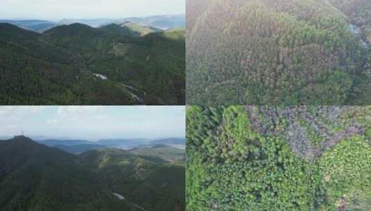 森林植物秋天秋景航拍高清在线视频素材下载