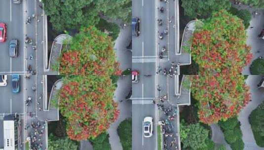 中国广东省广州市越秀区海印桥凤凰花高清在线视频素材下载