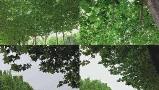 绿色植物树枝树叶植物实拍高清在线视频素材下载