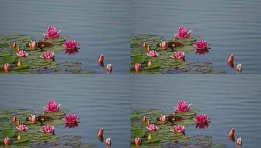 夏天池塘里盛开的睡莲在水流下摇动唯美高清在线视频素材下载