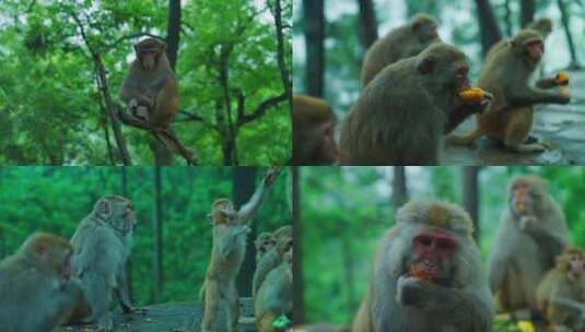 游客给野生猕猴猴子投喂喂食高清在线视频素材下载