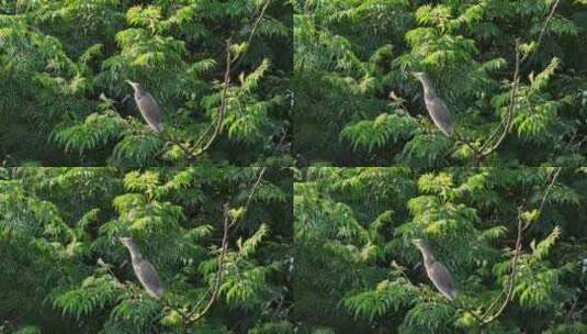 栖息在湿地公园树上池鹭高清在线视频素材下载