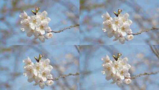 湖北武汉市东湖磨山樱花园五重塔与白色樱花高清在线视频素材下载