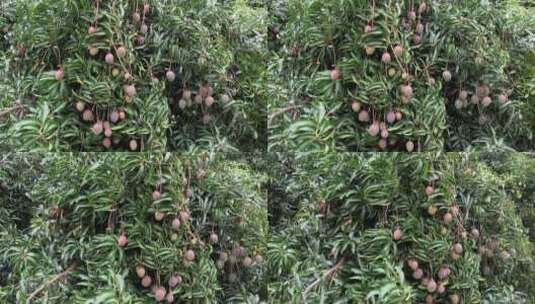 芒果树上的芒果航拍高清在线视频素材下载