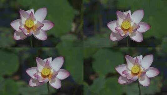 夏天池塘荷花莲花开放夏至立夏高清在线视频素材下载