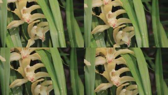 雨后兰花特写虎头兰花朵露水春天高清在线视频素材下载