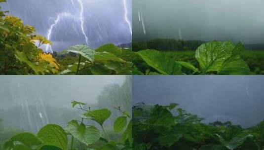 升格春天春雷春雨下雨天雨中的緑叶植物意境高清在线视频素材下载