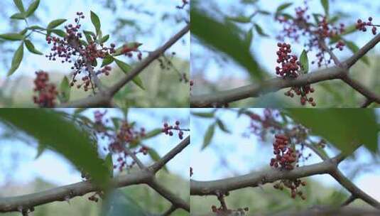 花椒 花椒收获 麻椒 三农 农业高清在线视频素材下载