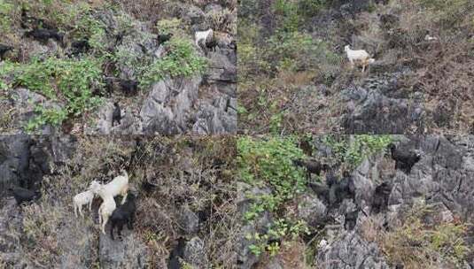 航拍马山黑山羊白山羊素材高清在线视频素材下载