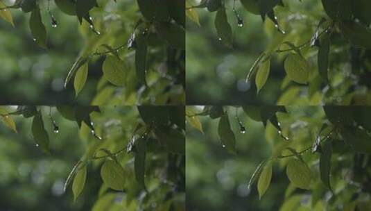 6K雨中绿色树叶雨滴03高清在线视频素材下载