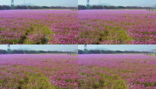 中山市南朗格桑花开一高清在线视频素材下载