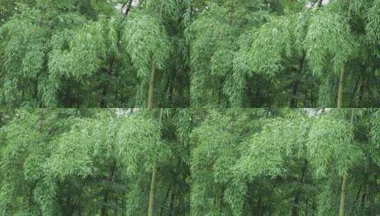 下雨天竹林景观特写，竹节挺拔竹叶繁茂高清在线视频素材下载