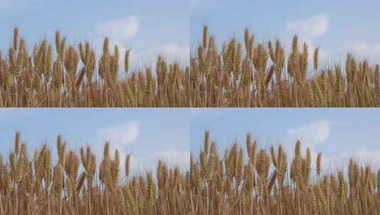 即将成熟的金色麦穗小麦粮食丰收高清在线视频素材下载