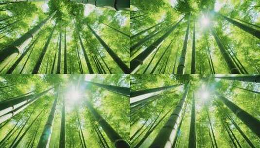 仰拍茂密翠绿竹林高清在线视频素材下载