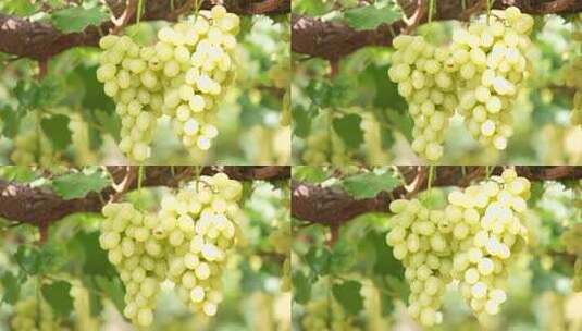 葡萄藤上的阳光玫瑰葡萄高清在线视频素材下载
