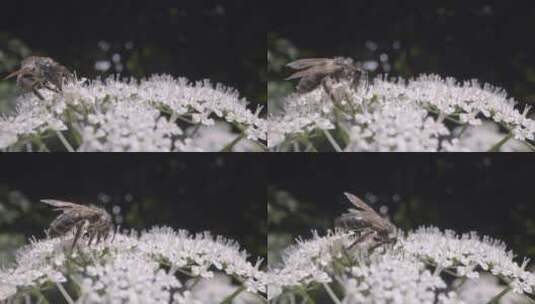 蜜蜂在花朵采集花蜜的特写高清在线视频素材下载