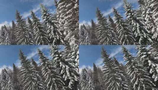 大雪覆盖的雪松森林天际线景观高清在线视频素材下载