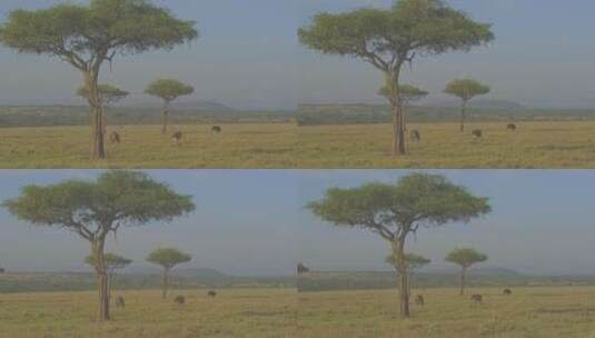 大肌肉狮子穿越草原的特写镜头高清在线视频素材下载
