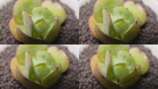 碧桃多肉植物盆栽绿植高清在线视频素材下载