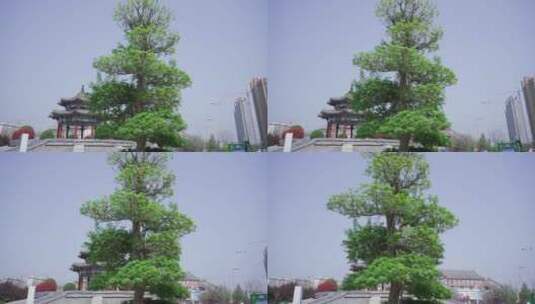 4k春天公园古建筑绿树slog2实拍视频高清在线视频素材下载