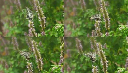 蝴蝶在藿香花上飞舞慢镜头特写高清在线视频素材下载
