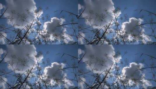 花草丛外的天空高清在线视频素材下载