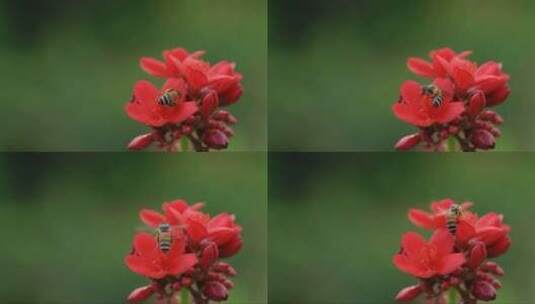 蜜蜂在红色花朵上采蜜高清在线视频素材下载
