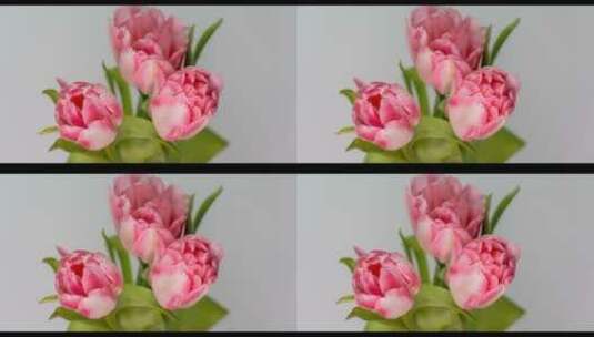 粉红色郁金香花开放延时高清在线视频素材下载