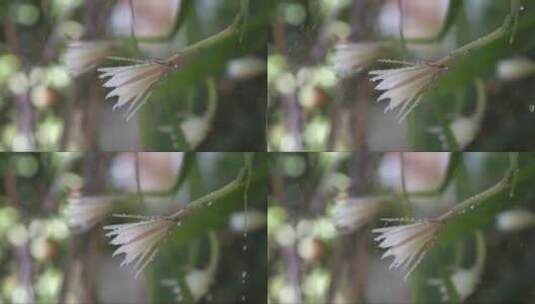 雨中盛开的热带花朵高清在线视频素材下载