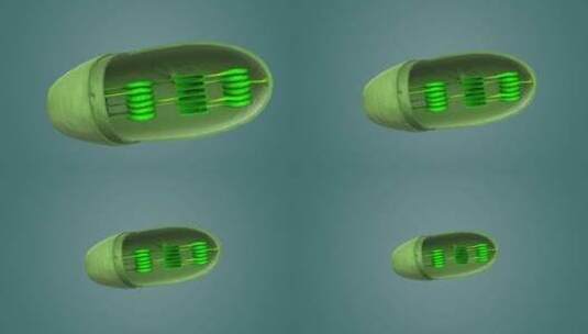 3D医学动画细胞动画 动物细胞 植物细胞高清在线视频素材下载