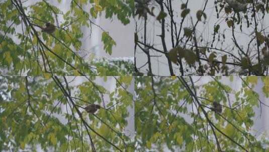 秋雪 麻雀 树梢高清在线视频素材下载
