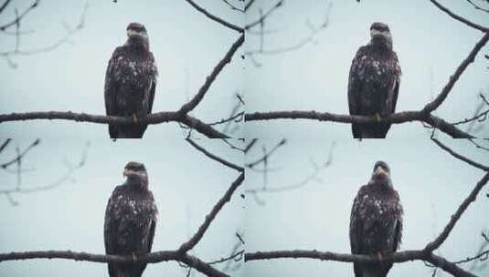 蹲在树枝上的猫头鹰高清在线视频素材下载
