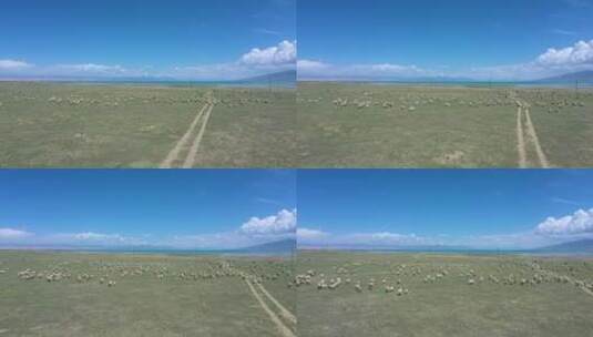 青海草原上奔跑的羊群高清在线视频素材下载