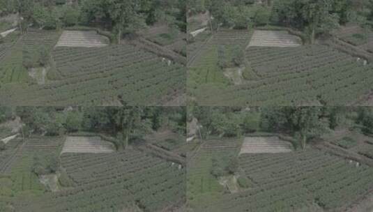 20200605四川雅安茶园农家航拍高清在线视频素材下载