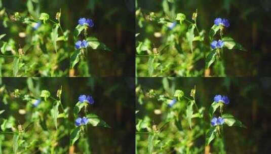 鸭跖草蓝色花朵草本植物高清在线视频素材下载