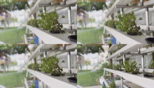 水培植物展示高清在线视频素材下载