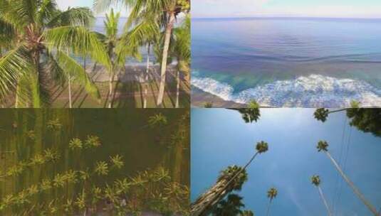 海边椰子树高清在线视频素材下载