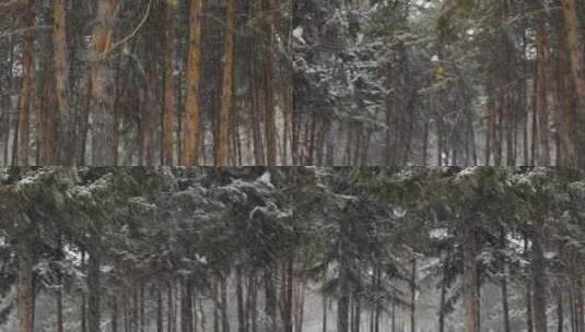 松树飘雪雪景高清在线视频素材下载