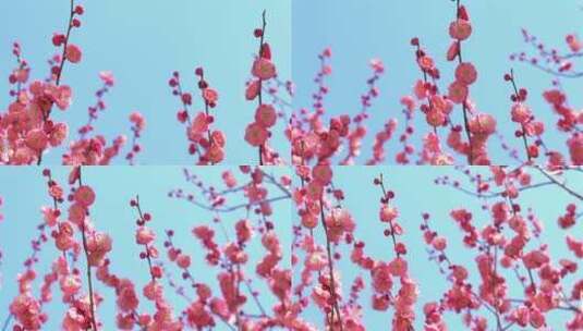 春季红色梅花景观高清在线视频素材下载